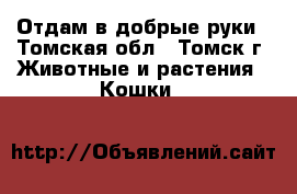 Отдам в добрые руки - Томская обл., Томск г. Животные и растения » Кошки   